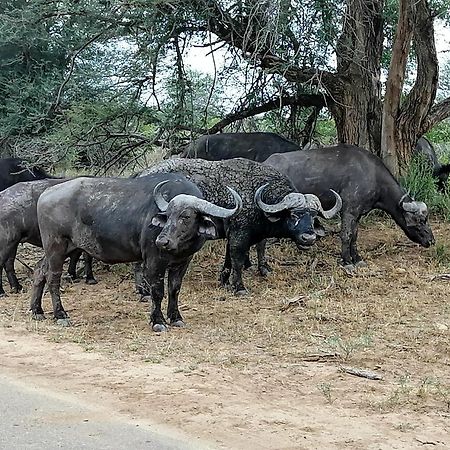 Yebo Safari Tents-Stay Inside Kruger スククザ エクステリア 写真