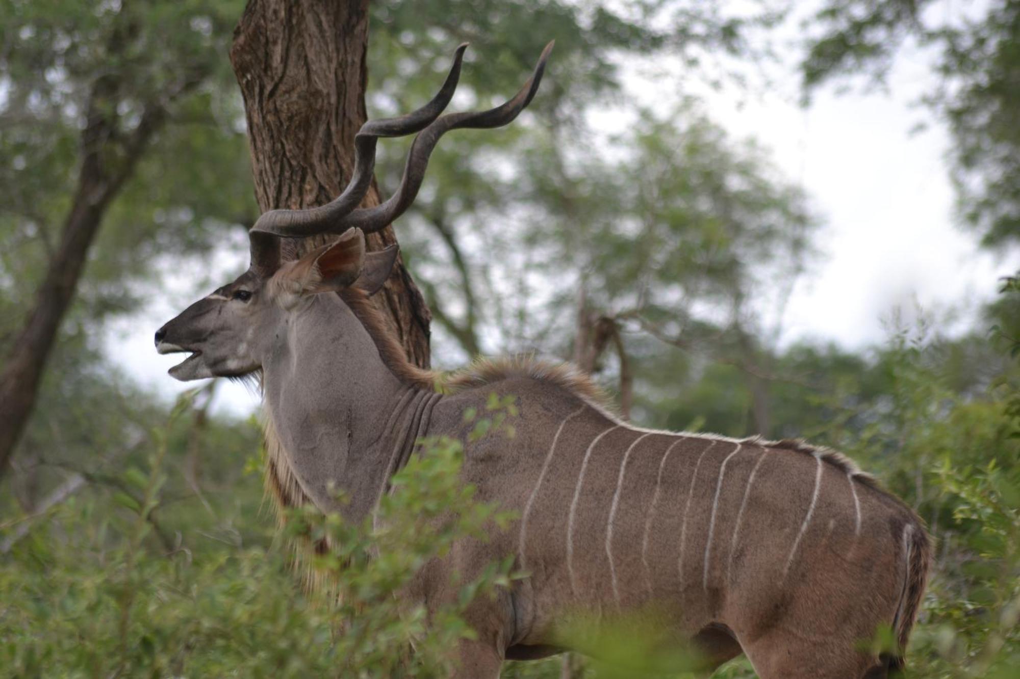 Yebo Safari Tents-Stay Inside Kruger スククザ エクステリア 写真