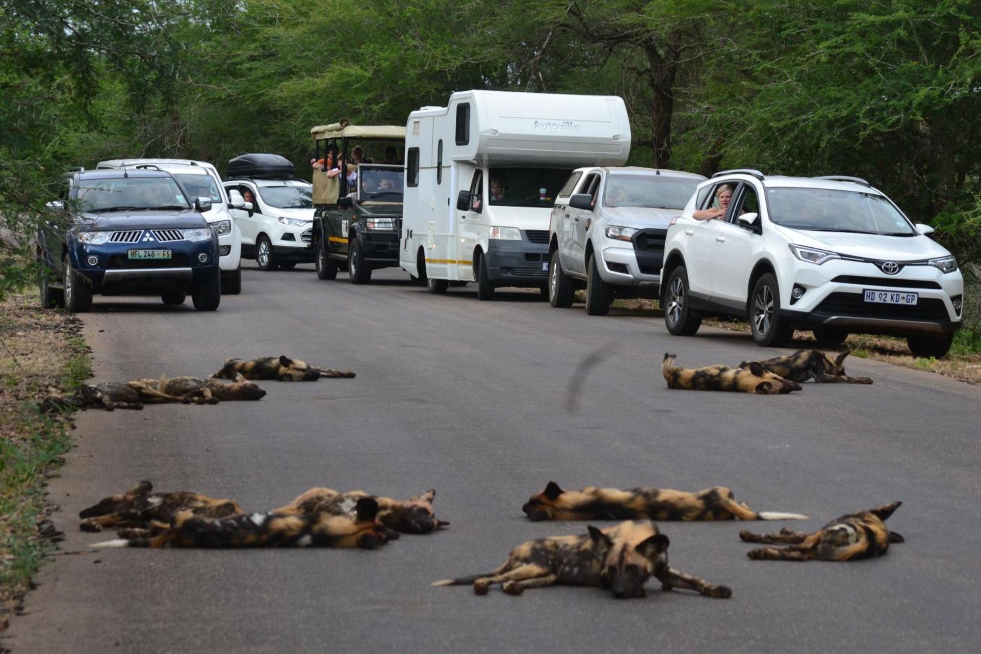 Yebo Safari Tents-Stay Inside Kruger スククザ エクステリア 写真