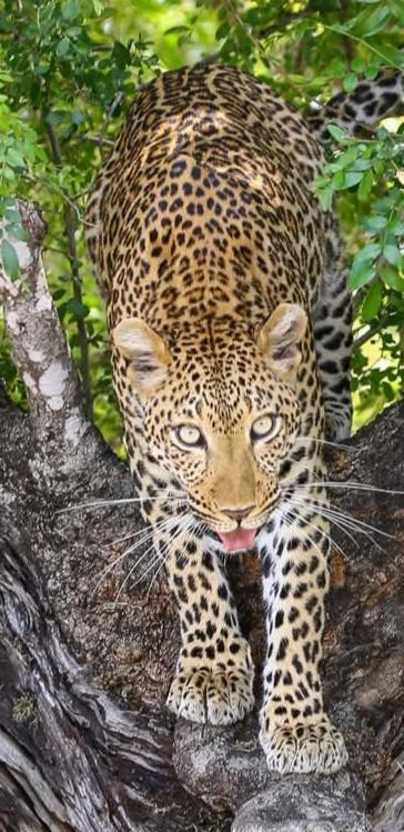 Yebo Safari Tents-Stay Inside Kruger スククザ エクステリア 写真