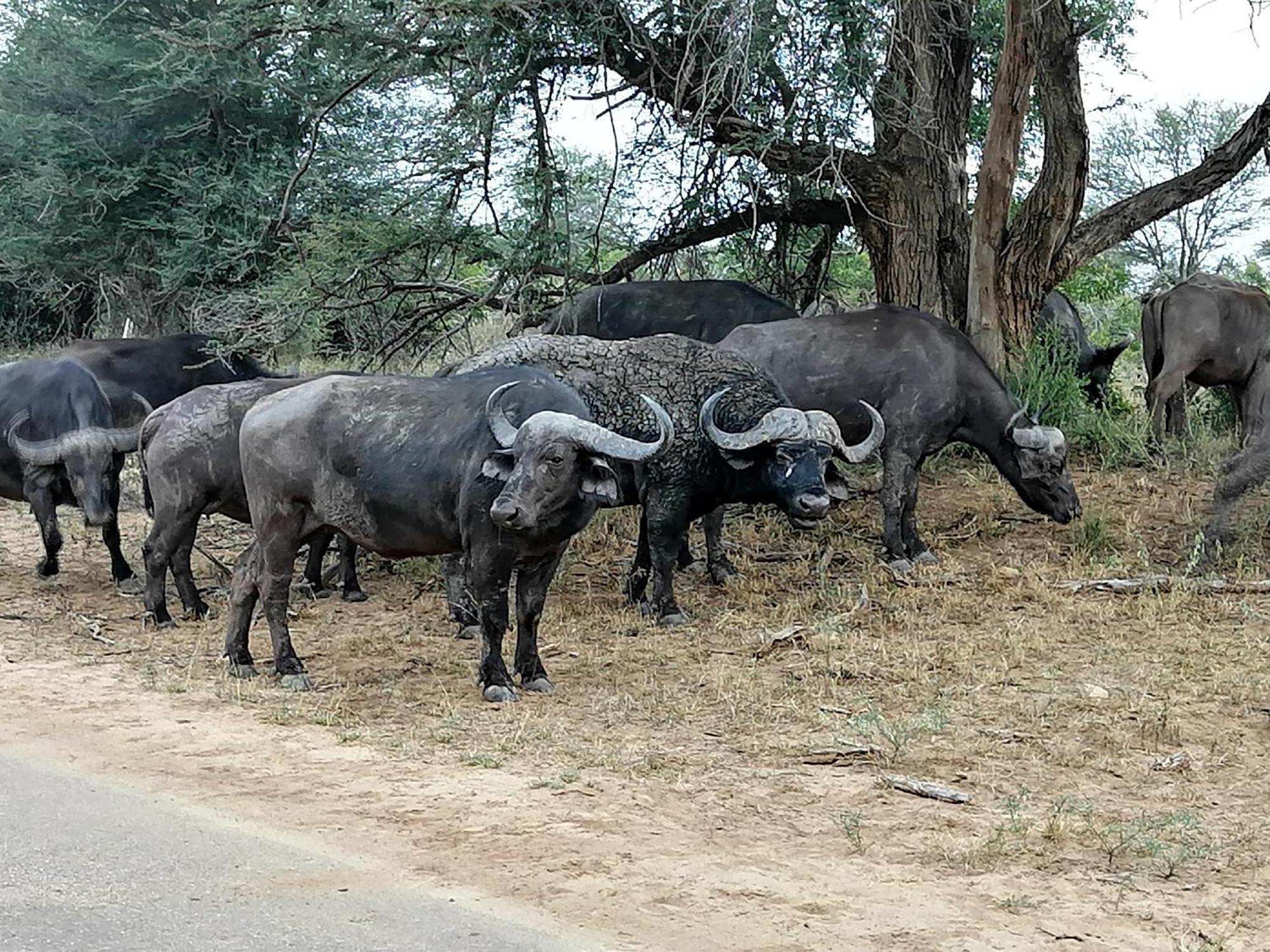 Yebo Safari Tents-Stay Inside Kruger スククザ エクステリア 写真