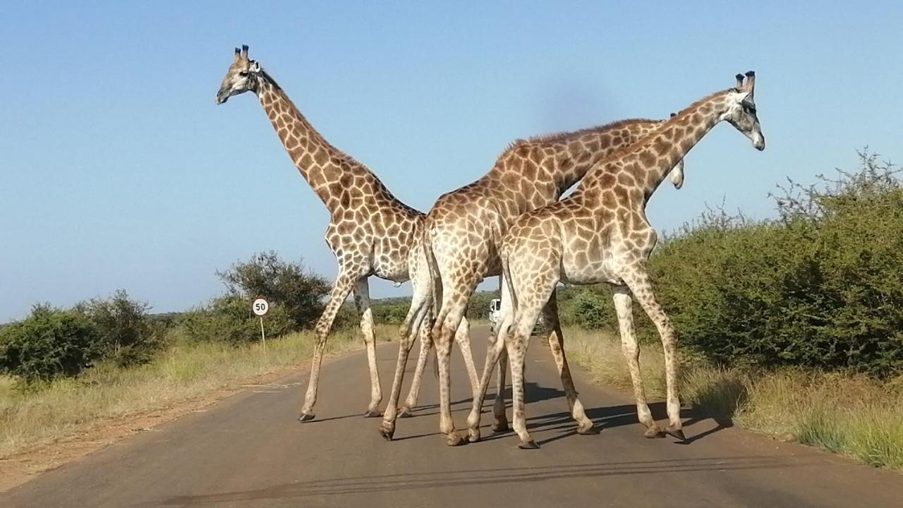 Yebo Safari Tents-Stay Inside Kruger スククザ エクステリア 写真